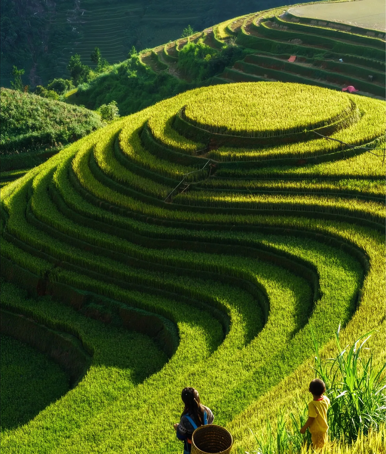 Farmers walking through terraced green paddy fields